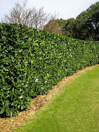 Cherry Laurel 100 Seeds/Natural Hedge Evergreen robust hedge species Hedge places 
