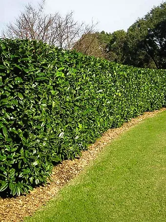 Cherry English Laurel Hedge