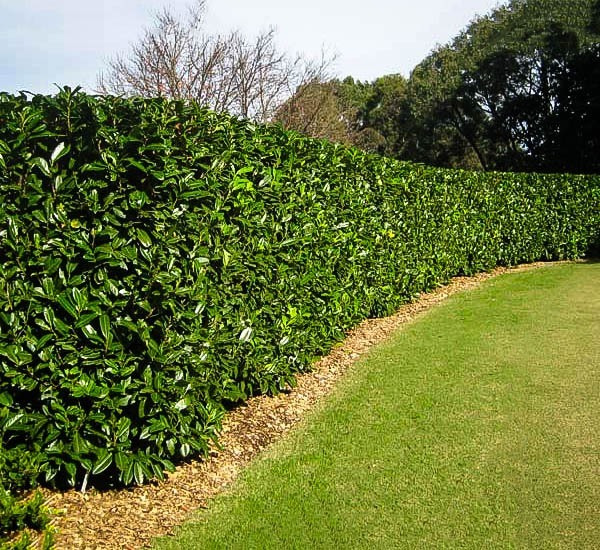 English Cherry Laurel For Sale Online  Buying Guide for English Cherry