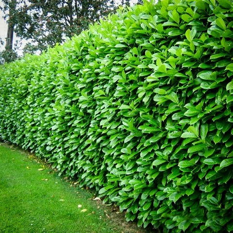 Cherry English Laurel Mature Hedge