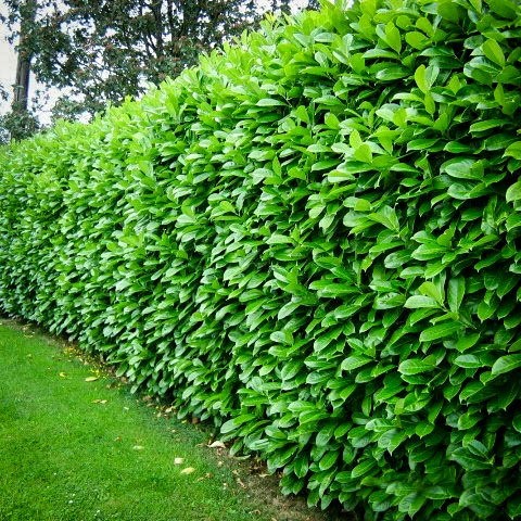 English Cherry Laurel For Sale Online  Buying Guide for English Cherry