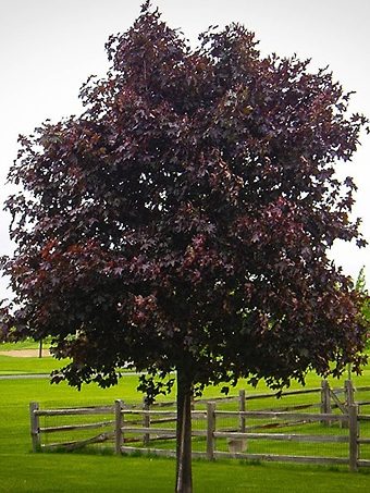 Crimson King Maple Tree