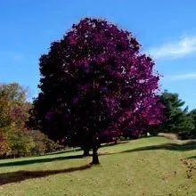Crimson King Maple Tree In Field