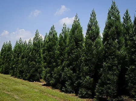 Cryptomeria Trees