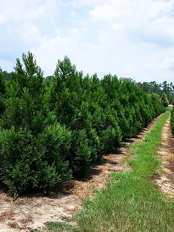 Cryptomeria Radicans