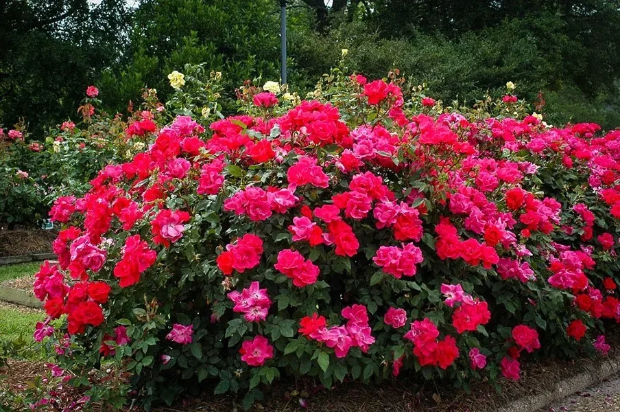 Double Knockout Rose Hedge