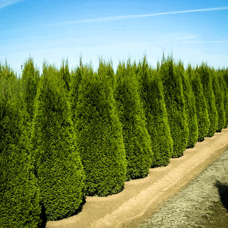 Thuja Trees