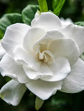 Frost Proof Gardenia