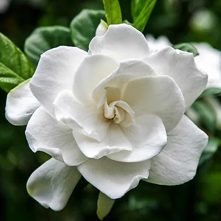 Gardenias