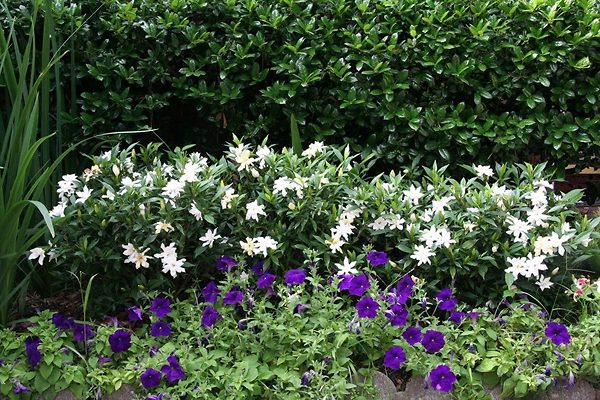 Frost Proof Gardenia Accent Hedge