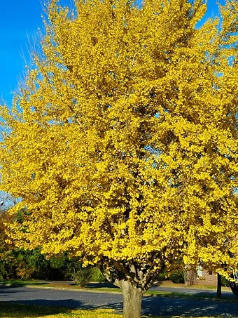 Autumn Gold Ginkgo Tree