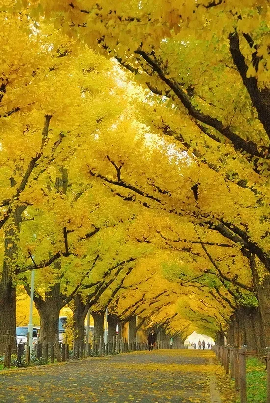 Canopy of Ginkgo Trees