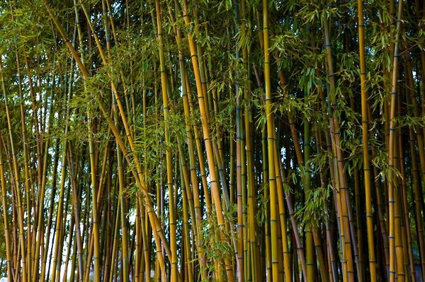A Golden Bamboo Privacy Screen
