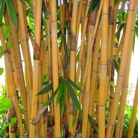 Bamboo Trees