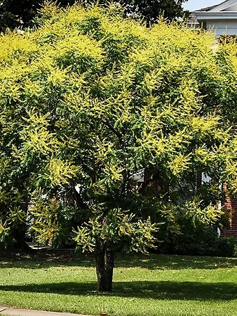 Golden Raintree