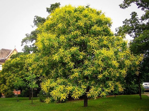 Mature Golden Raintree