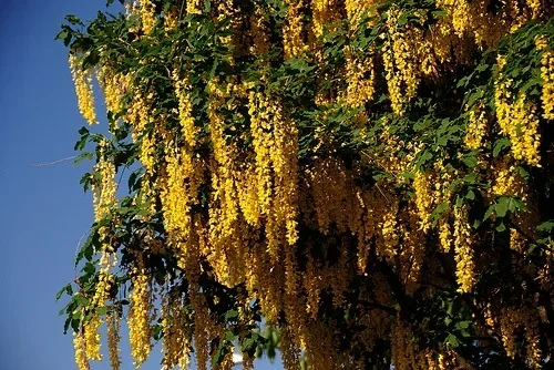Golden Raintree Flowers