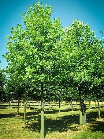 Hybrid Poplar Trees