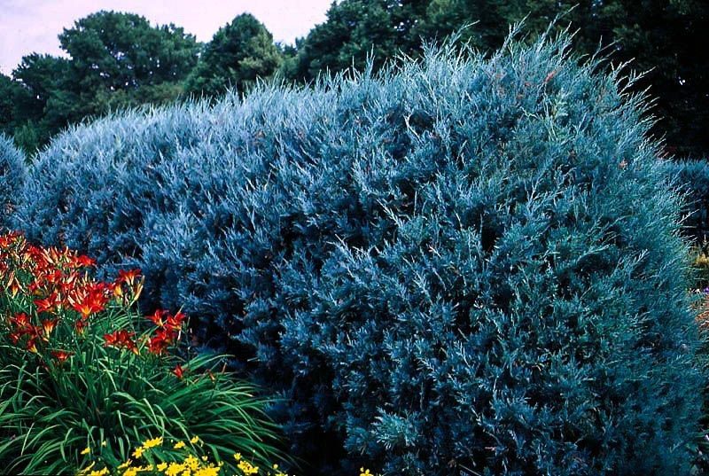 Image of Wichita Blue Juniper shrub in garden