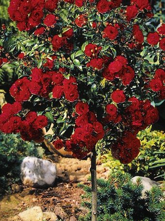 Red Knock Out® Rose - Tree Form