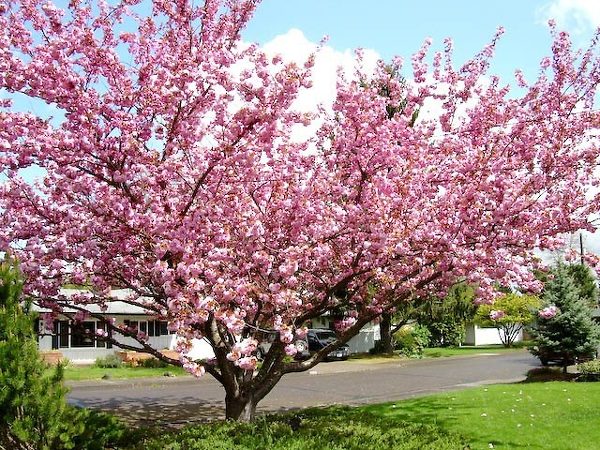 Mature Kwanzan Cherry Tree