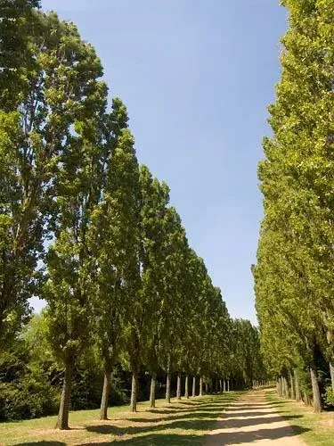 Lombardy Poplar Tree Lining Driveway