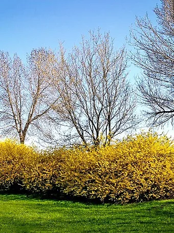 Lynwood Gold Forsythia