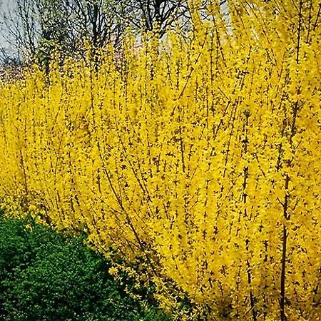 Forsythia