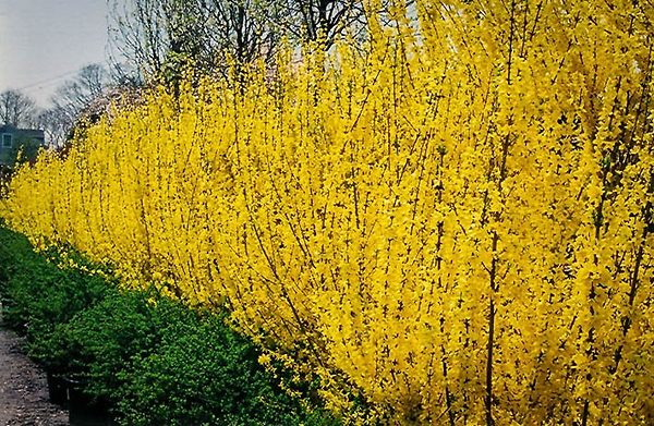 A row of Lynwood Gold Forsythia bushes in a hedge.