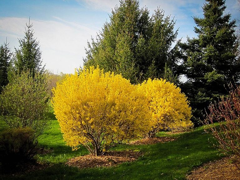 Lynwood Gold Forsythia For Sale Online The Tree Center