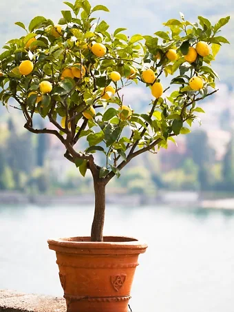 Potted Meyer Lemon Tree