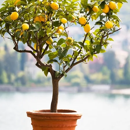 Citrus Trees