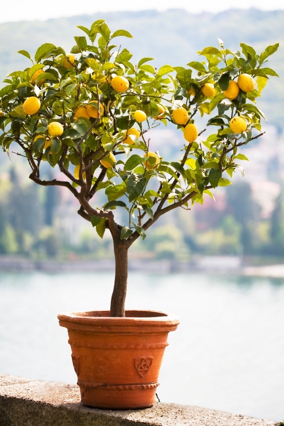 Potted Meyer Lemon Tree