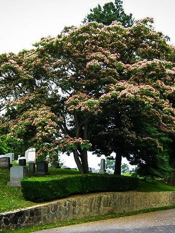Mimosa Silk Tree