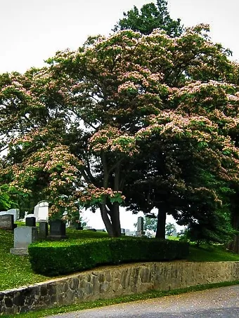 Mimosa Silk Tree