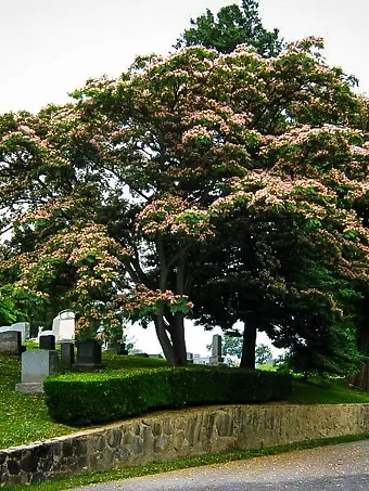 Mimosa Tree In Bloom