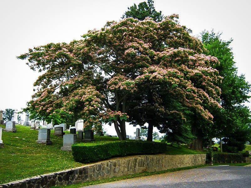 Mimosa Tree For Sale Online The Tree Center