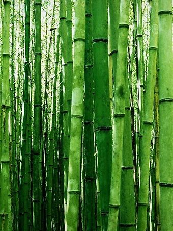 Fastest Growing Green Multiplex Bamboo