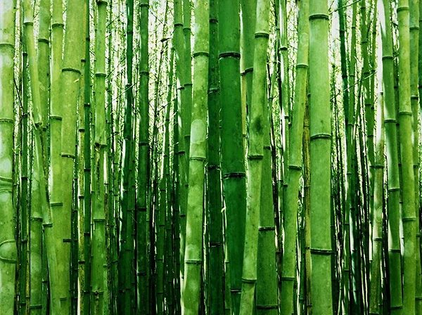Fastest Growing Green Multiplex Bamboo