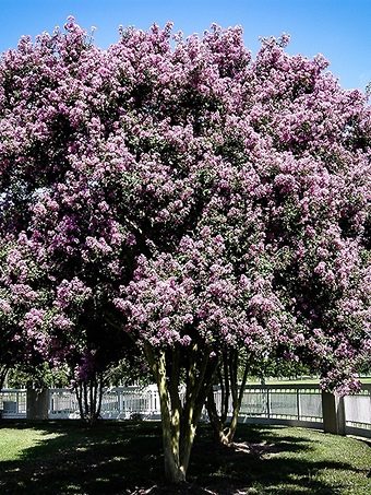 Muskogee omhangen was Myrtle in Bloei