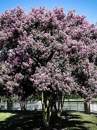 Muskogee Crape Myrtle in Bloom