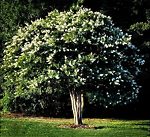 Natchez Crape Myrtle Tree