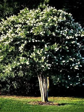 Natchez Crape Myrtle Tree