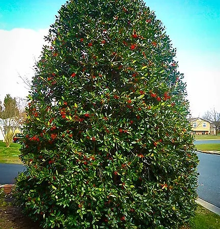 Holly Trees