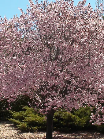 Newport Flowering Plum Tree In Bloom