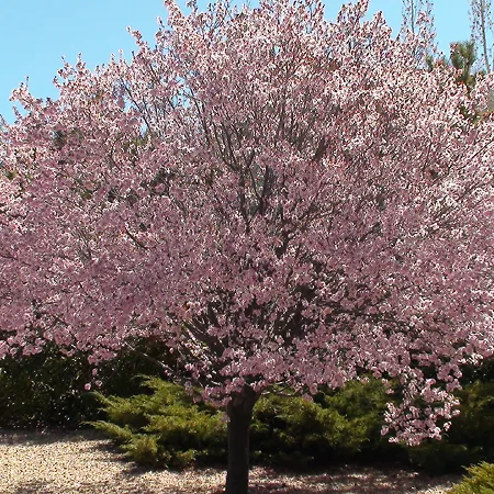 Flowering Plum Trees