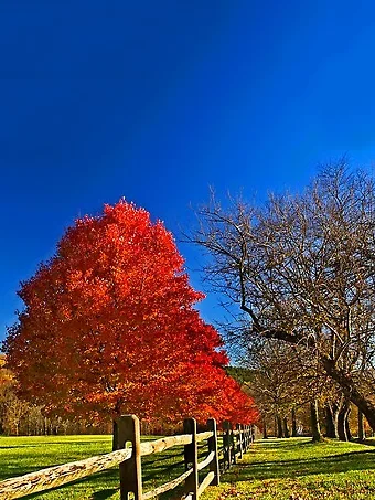 October Glory Maple Tree