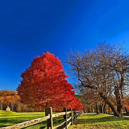 October Glory Maple