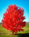 buy october glory maple buy october glory maple