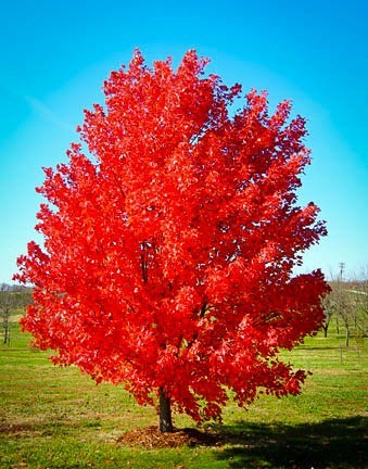 Adolescent October Glory Maple Tree